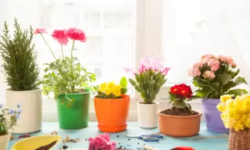 Plantas para dentro de casa com flores: Guia completo para iniciantes!