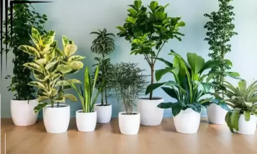 Verdejar em Qualquer Espaço: Guia Completo de Plantas para Dentro de Casa